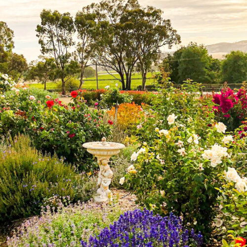 Barossa Garden