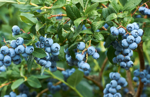 blueberries