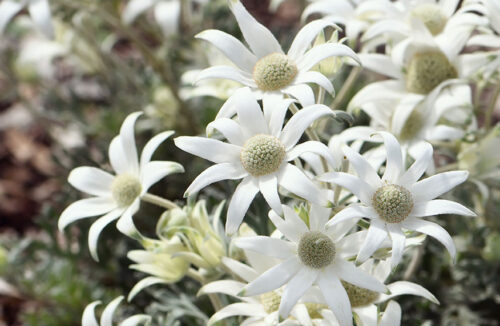 flannel flowers