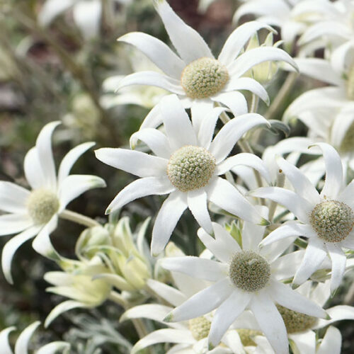 flannel flowers