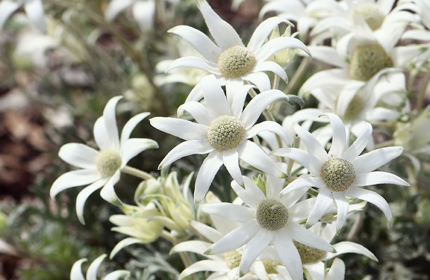 flannel flowers