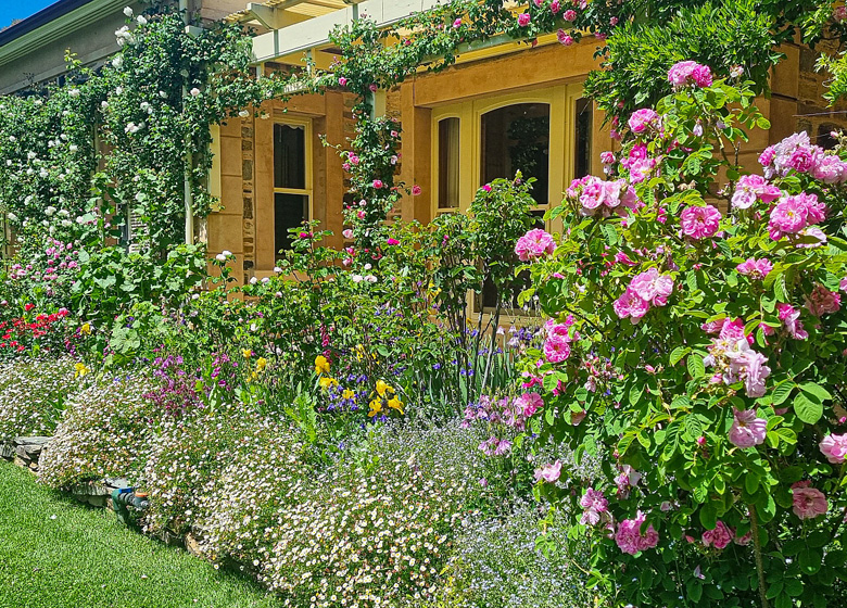 Heritage rose