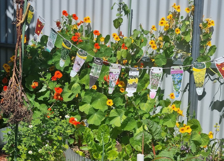 Irmina's garden