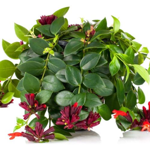 lipstick plant