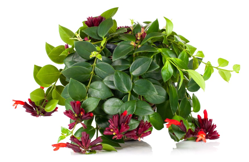 lipstick plant