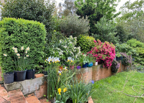Louise and Ian's garden, Open Gardens Canberra