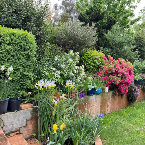 Louise and Ian's garden, Open Gardens Canberra