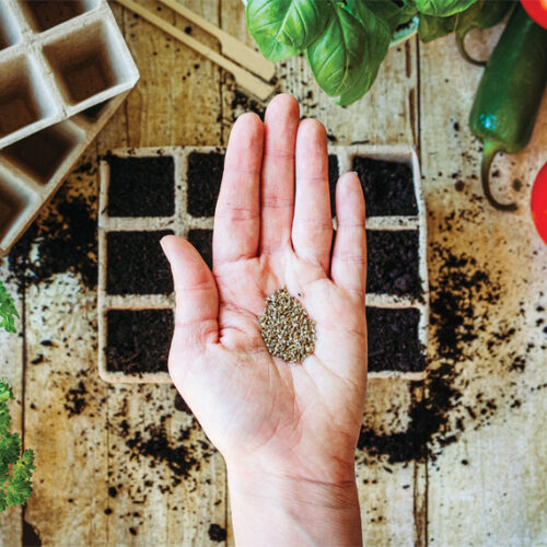 Growing from seed