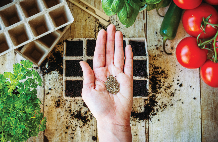 Growing from seed