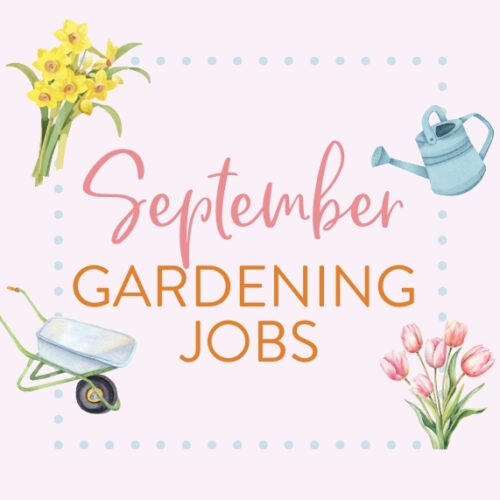 September gardening jobs