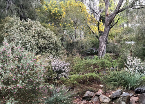 Cockle Street Garden, Open Gardens Canberra