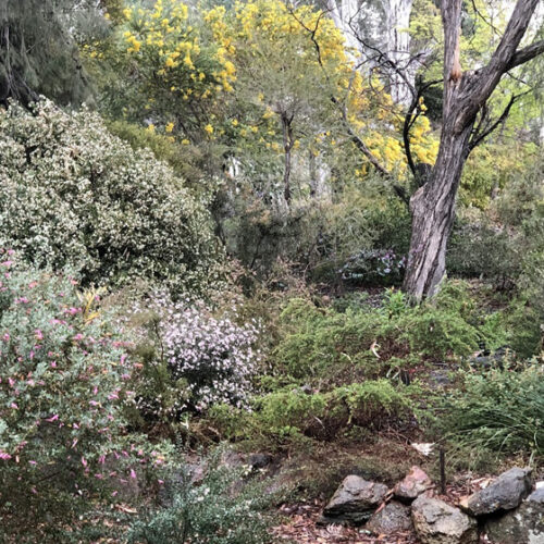 Cockle Street Garden, Open Gardens Canberra