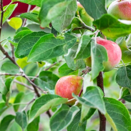 apple tree