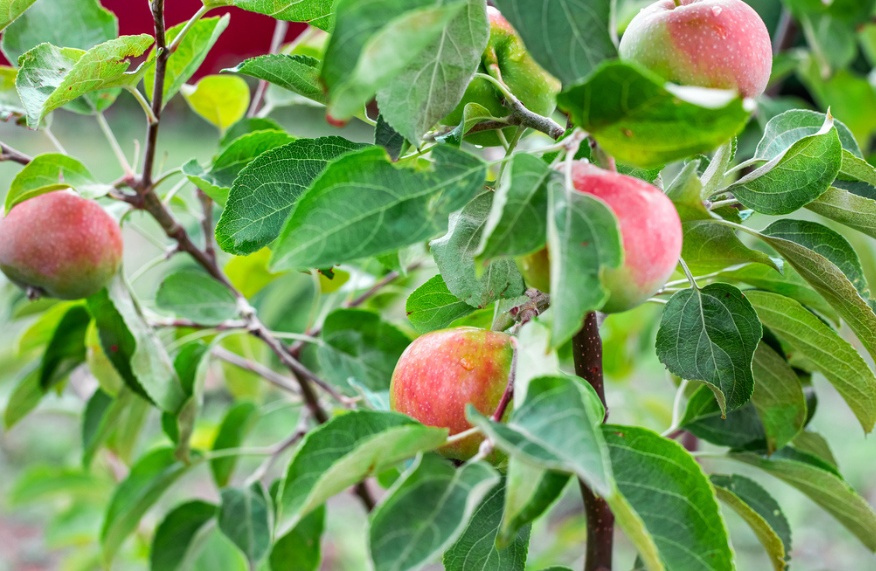 apple tree