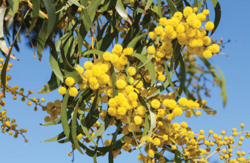 golden wattle (Acacia Pycnantha)