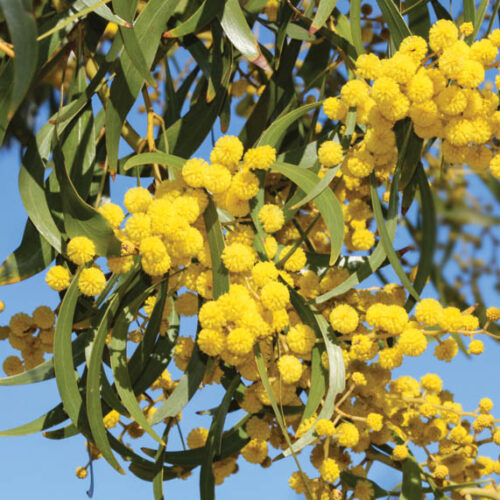 golden wattle (Acacia Pycnantha)