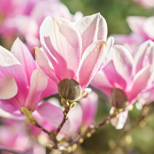 spring gardening