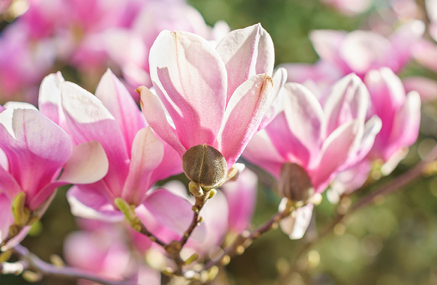 spring gardening