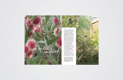 Bird-friendly garden story