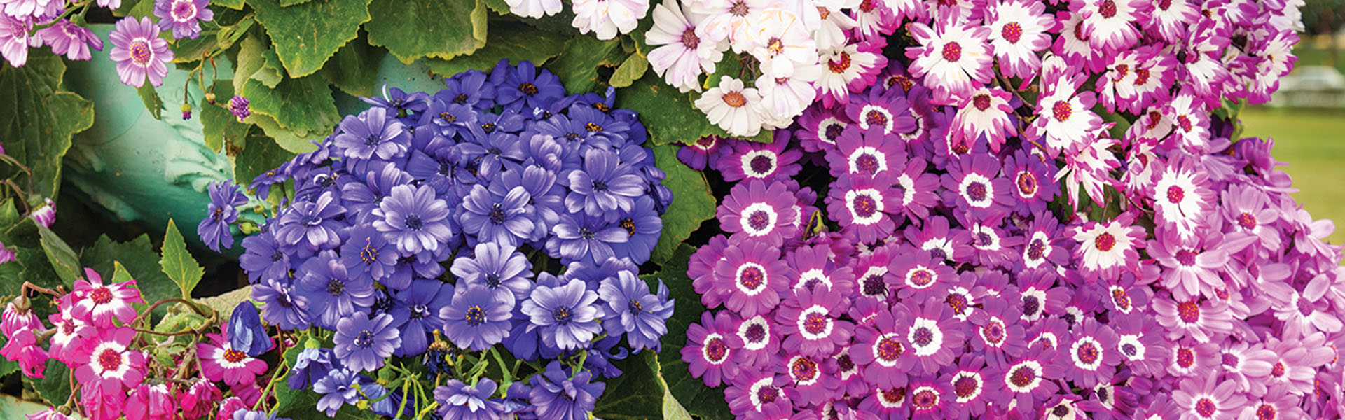 spring