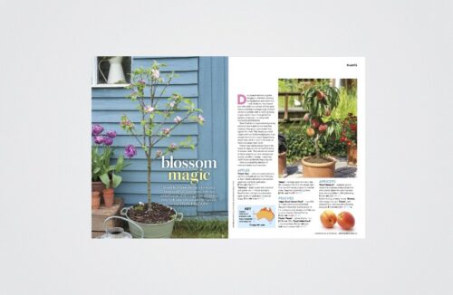 blossom magic