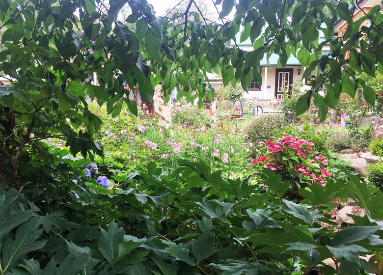 Forest Edge garden