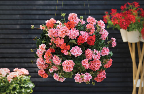 hanging basket