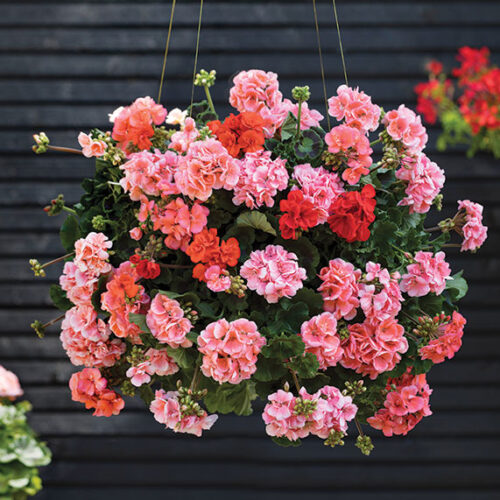 hanging basket