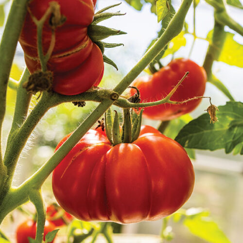 Heirloom tomatoes