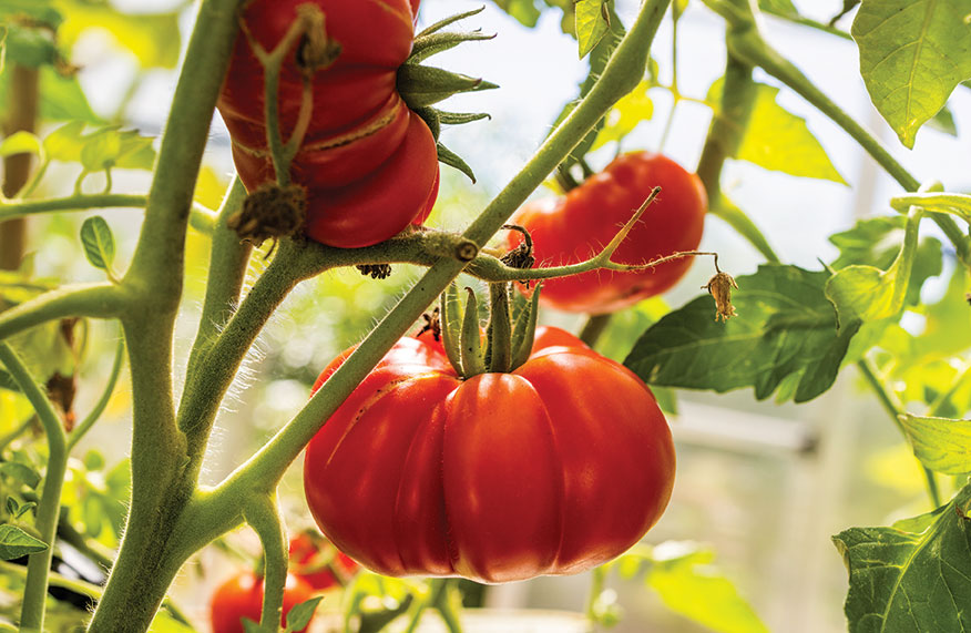 Heirloom tomatoes