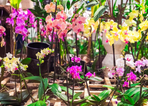 Orchid sale