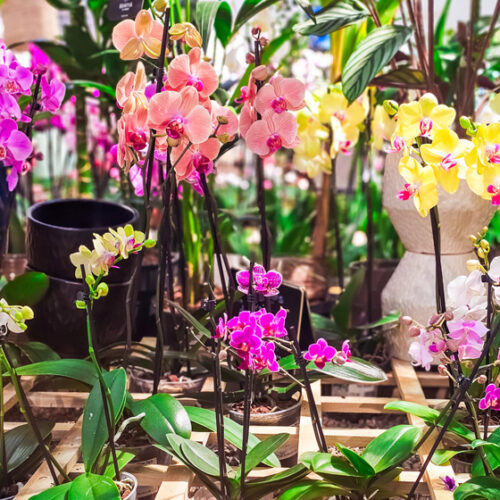 Orchid sale