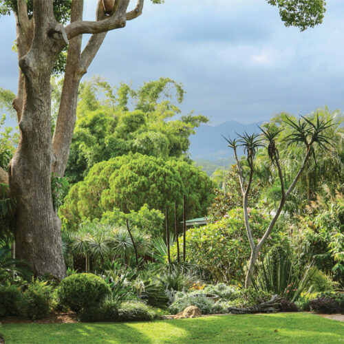 Planting under trees