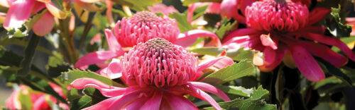 Waratahs
