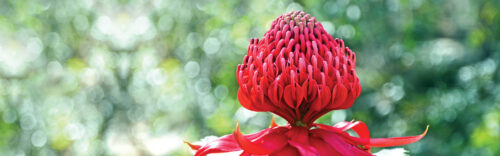 Waratah