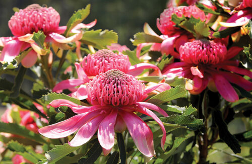 Waratahs