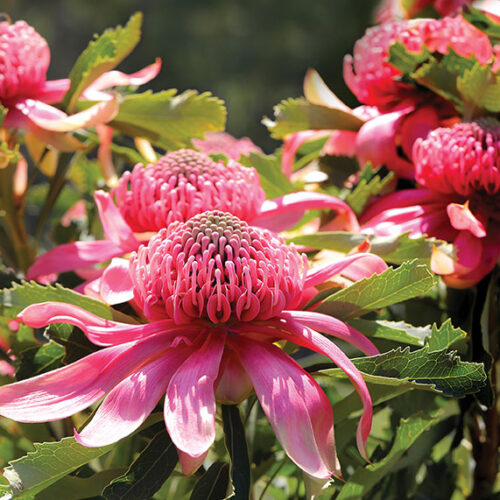 Waratahs