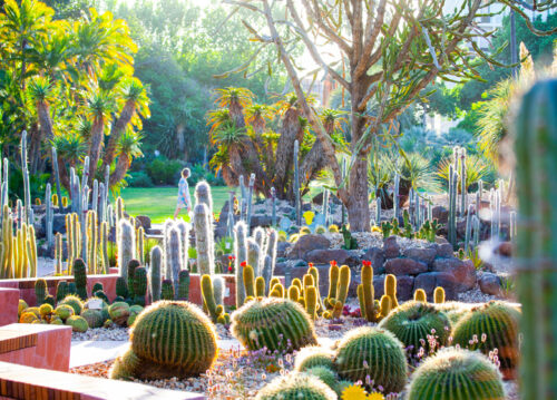 Cactus at Royal Botanic Gardens Victoria