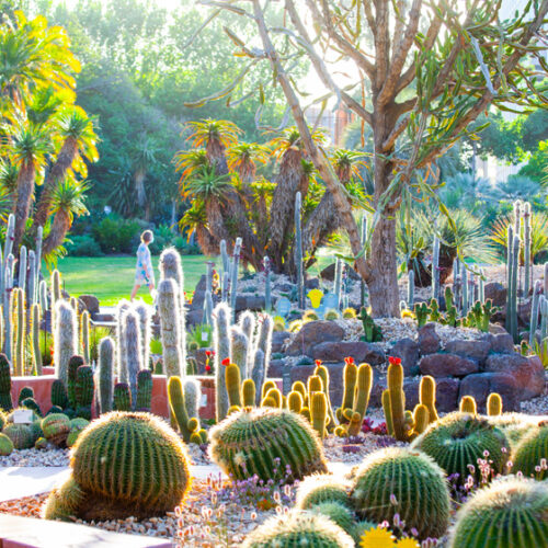Cactus at Royal Botanic Gardens Victoria