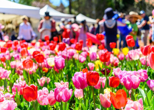 Tulip festival