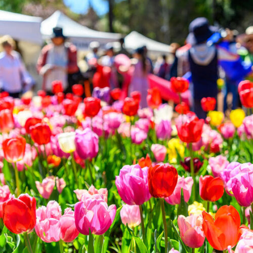 Araluen Tulip Festival Tulip festival