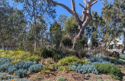 Basil's street garden