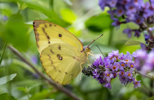 Butterfly House Melbourne Zoo