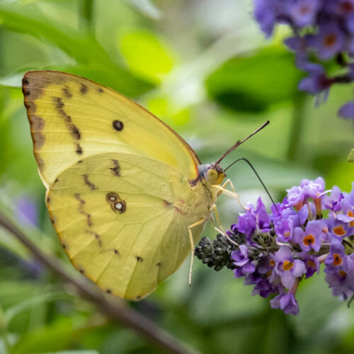 Feeling fly! Butterfly House Melbourne Zoo
