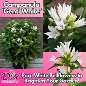 Di's Delightful Plants