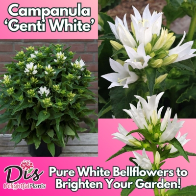 Di's Delightful Plants