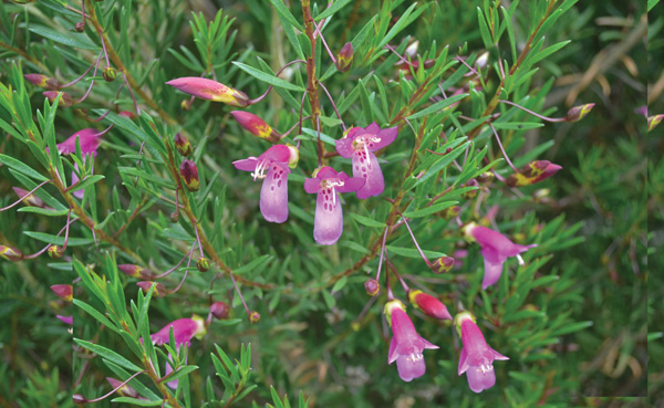 Spotted emu bush (Eremophila maculata)