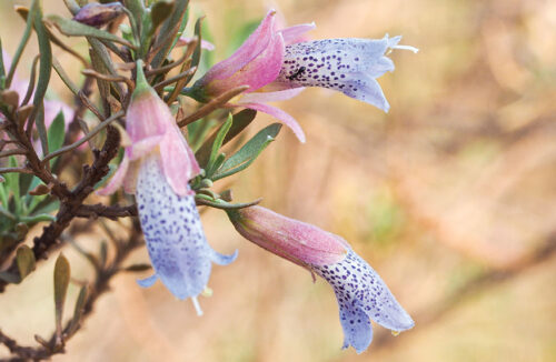 Eremophila