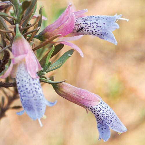 Eremophila