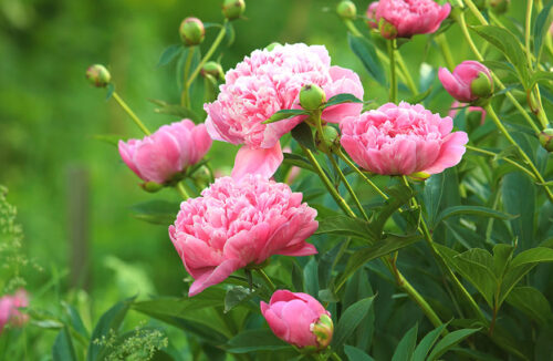 Peonies